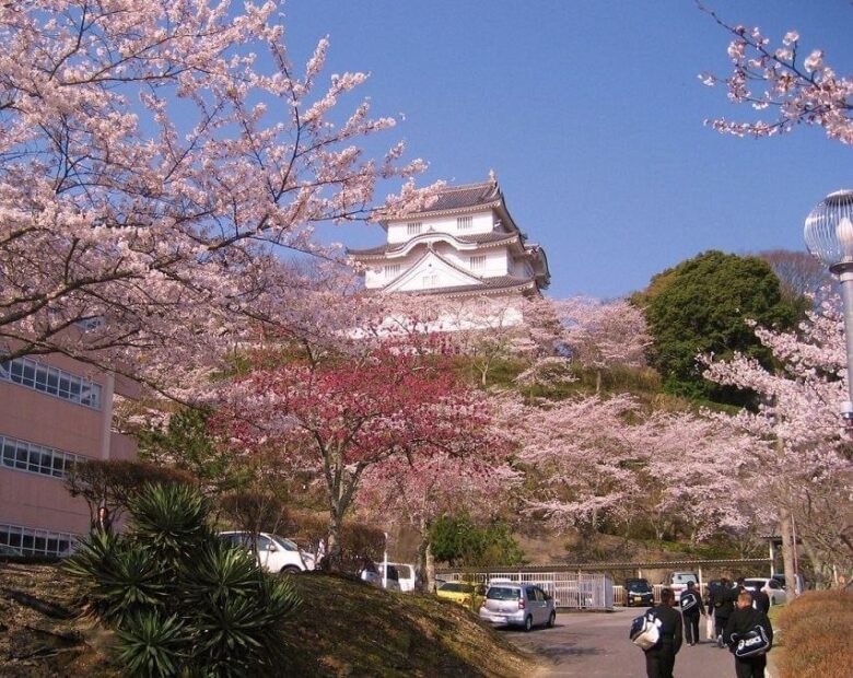 大多喜城の桜